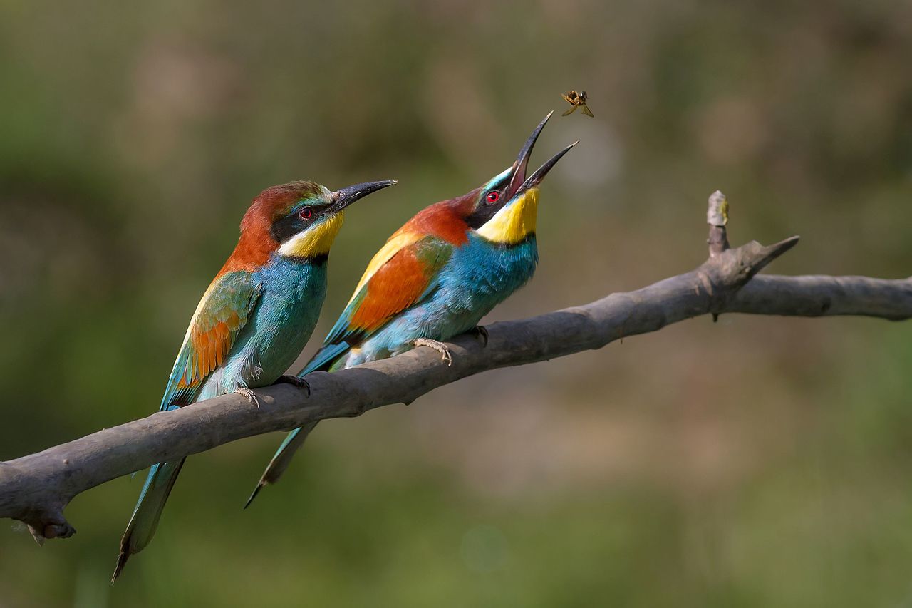Conferenza - Uccelli: conoscerli per proteggerli e amarli