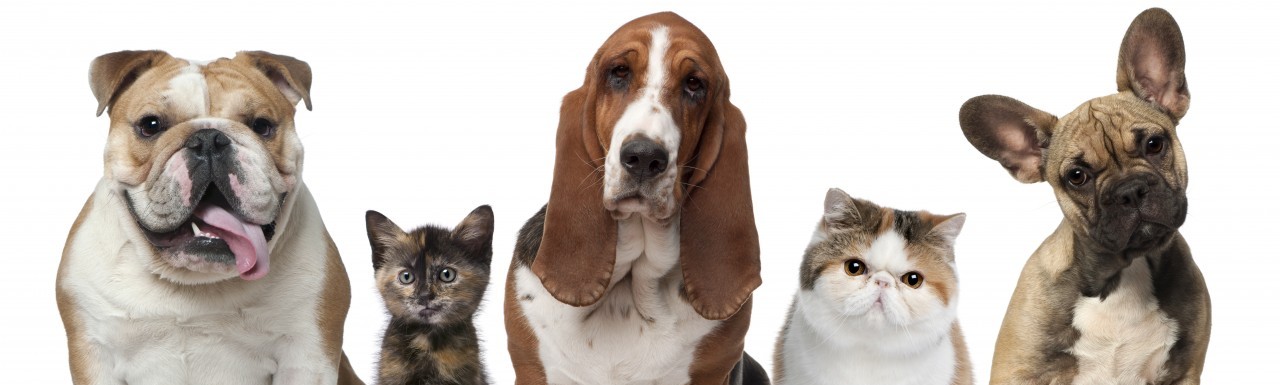 Cani e gatti: alimentazione in bilico tra scienza e moda