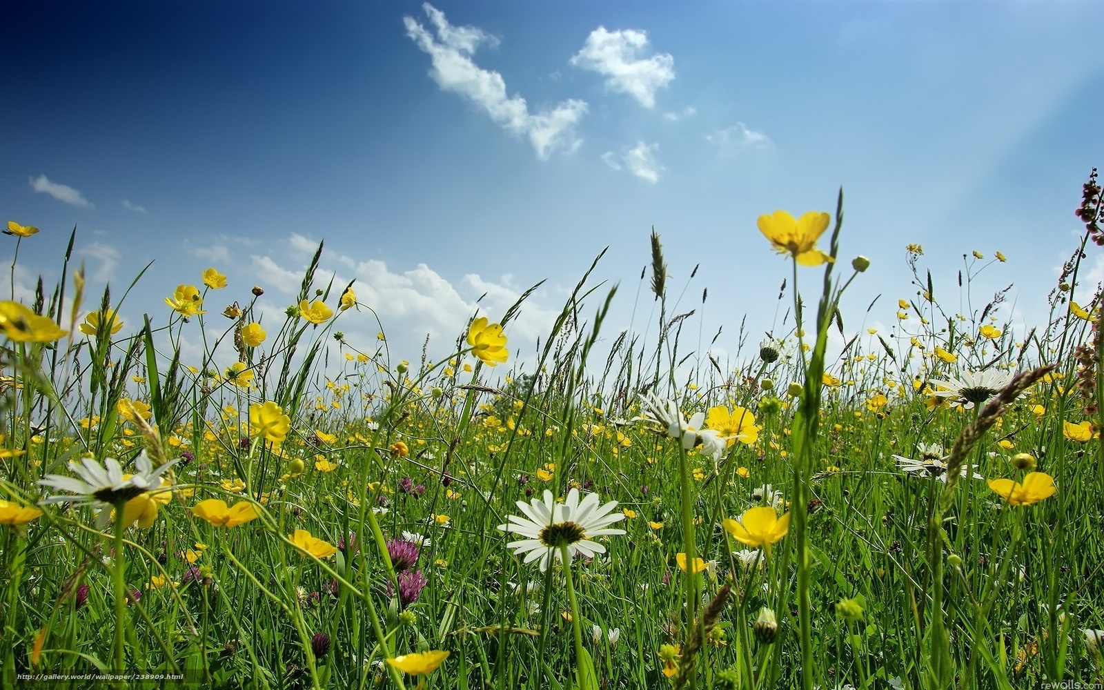 20 aprile e 11 maggio: parliamo di natura, farfalle, uccelli e biodiversità